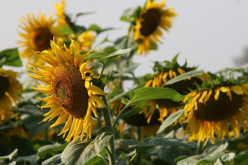 Sunflower Arrangement